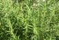 Food Grade Yellow Rosemary Leaf Extract In Skin Care Rosmarinic Acid 5%