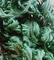 1617-53-4  12% Amentoflavone Powder Selaginella Lepidophylla Extract